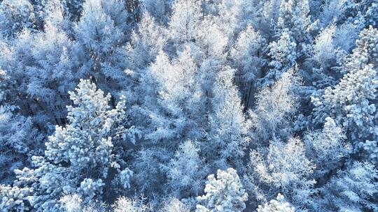 北方冬季雪景雪花飘落雾凇雪松雪林