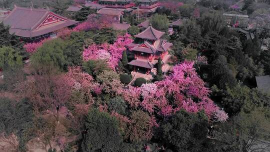 航拍西安青龙寺樱花