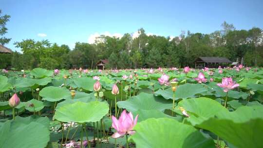 拍摄西湖荷花池莲花池