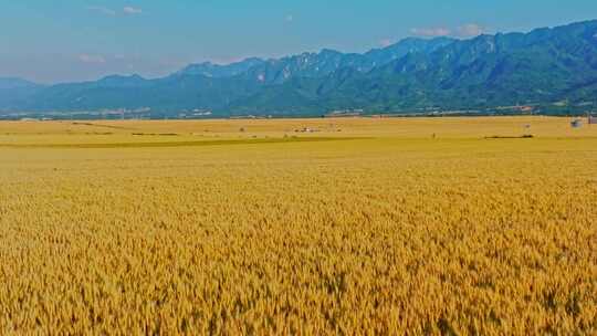 关中平原金色麦田 小麦