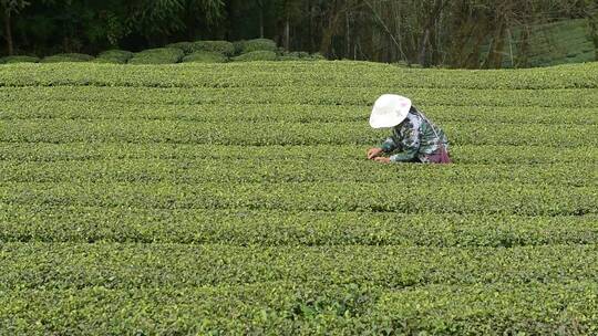 茶叶茶绿茶采茶茶山春茶茶园4K实拍