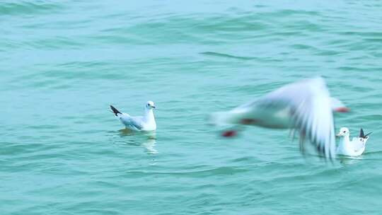 海面上成群白海鸥