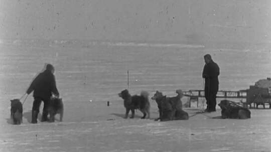 南极探险、雪橇犬