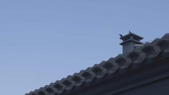 屋顶鸽子视频素材模板下载