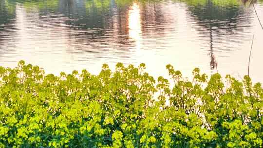 乡镇农村油菜花花海池塘夕阳镜花水