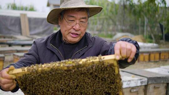 养蜂人在养蜂场工作喂养蜜蜂花粉