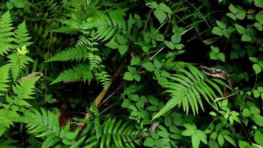 原始森林里的自然生长的蕨类植物
