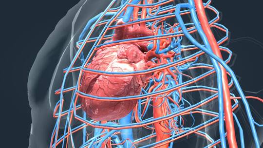 人体器官心脏心动周期循环系统三维动画