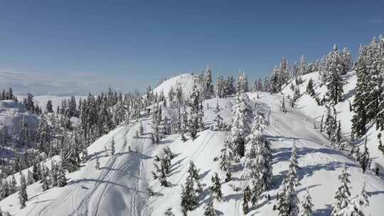 阿尔卑斯山脉：白雪覆盖的山峰和下面的松林