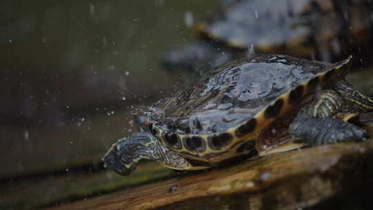 下雨中的万年龟