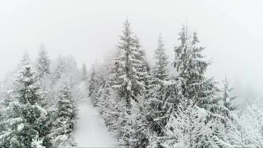 在冰冻的白色森林里下雪