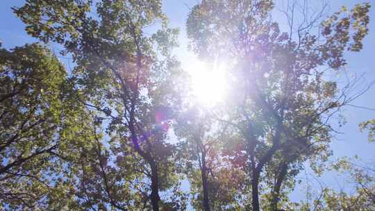 夏天阳光穿过树林树叶子大自然风景风光视频