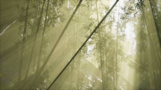 竹林里的晨雾