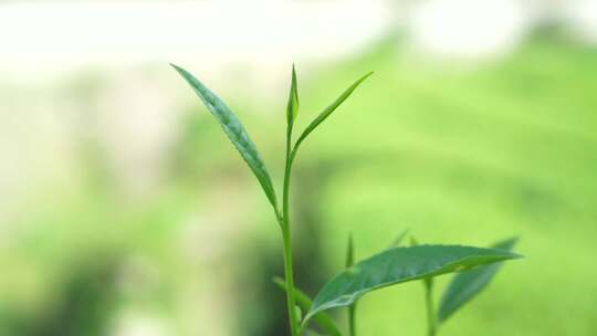 春天里的茶树嫩芽在风中摇晃