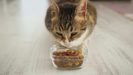 猫在吃干粮