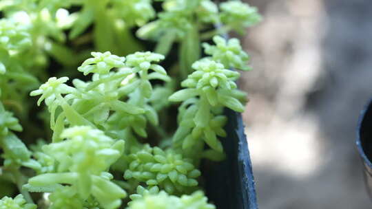 绿色 盆栽 多花瓣植物 生命力 生机