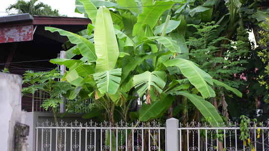 香蕉树芭蕉树围栏栏杆乡村民居酒店客栈