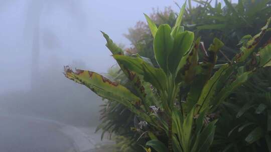 雨中热带植物的景色