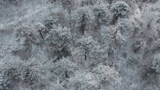 唯美雪松