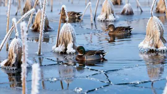 水面结冰处游弋的野鸭