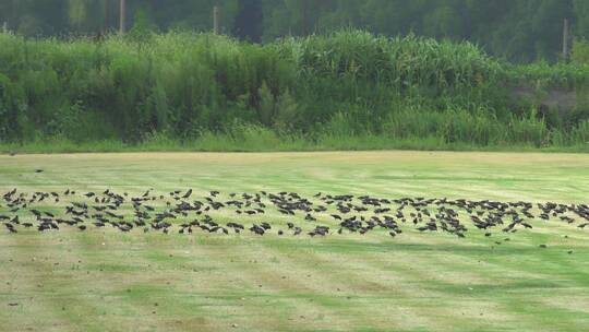 公园草坪上的鸟群鸽子群