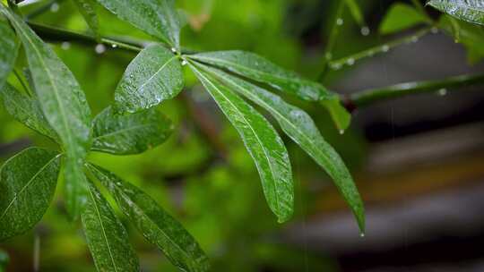 实拍下雨树叶水珠地板空镜