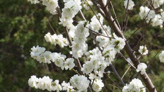 【镜头合集】白色梅花腊梅鲜花花朵