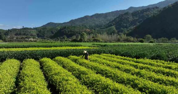 茶叶茶园武夷山茶庄大自然茶园