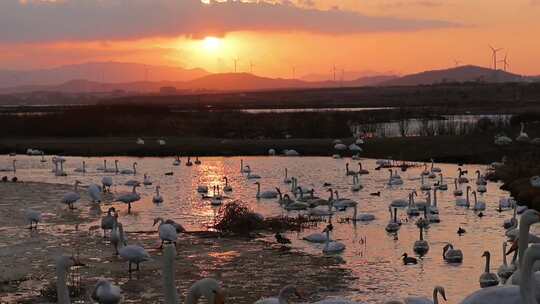 荣成天鹅湖，心系鸿鹄，感受自然