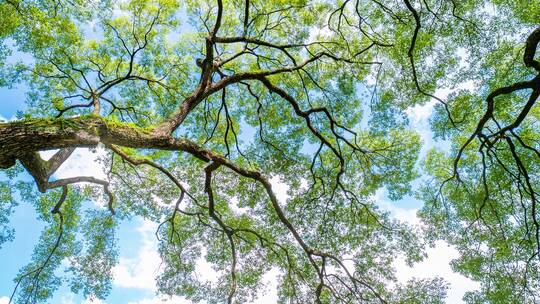夏天阳光树枝香樟树的树荫视频素材模板下载