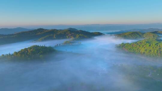 茶山茶园云海日出