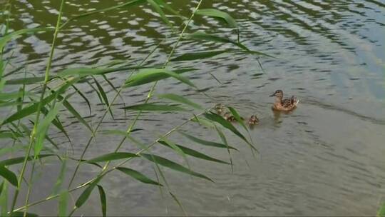 鸭子在湖水里遨游