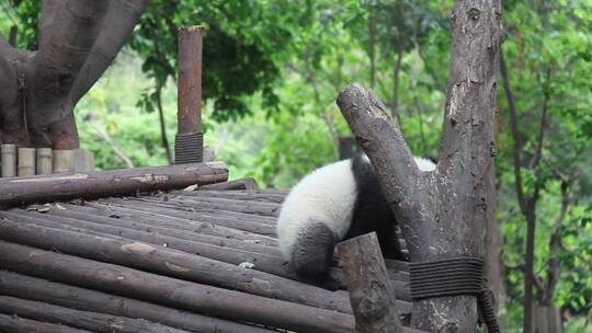 大熊猫-03视频素材模板下载