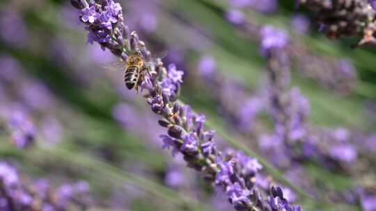 蜜蜂在薰衣草上采蜜