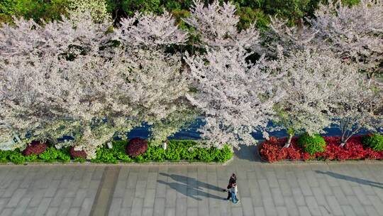 杭州滨江樱花跑道