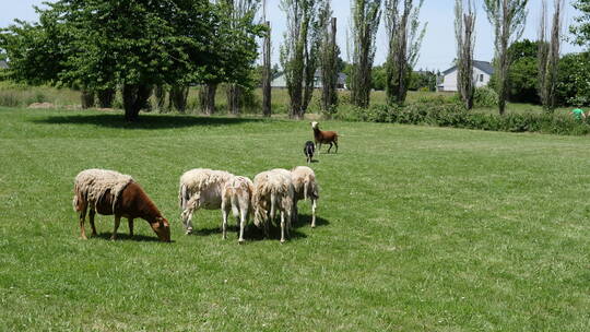 牧羊犬在放牧