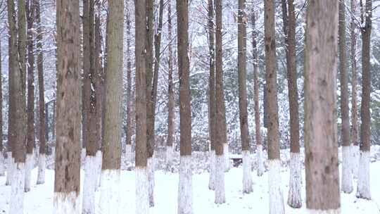 下雪 雪景树林公园