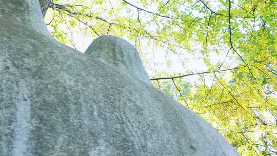 南京明孝陵景区石象路骆驼雕塑慢镜头素材