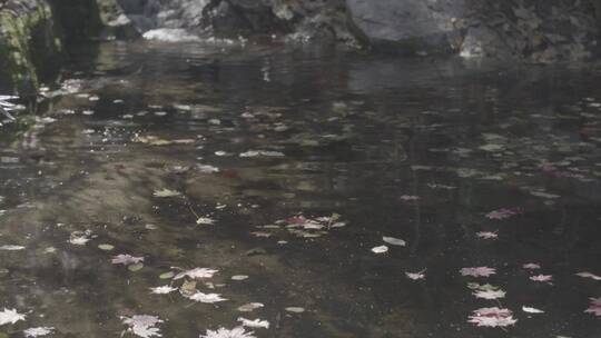 水面落叶水中枫叶LOG素材