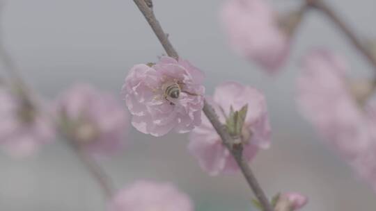 桃花中采蜜的蜜蜂升格慢镜头LOG