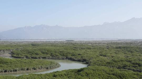 福建漳江口红树林自然保护区