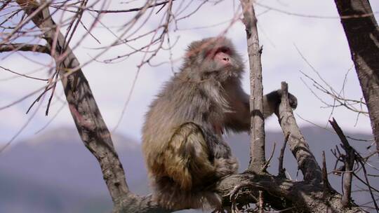 林芝藏猕猴树上玩耍视频素材模板下载