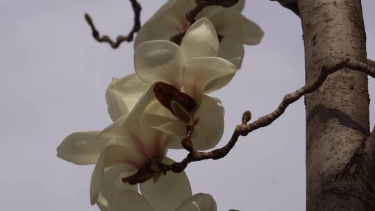 【镜头合集】盛开的白色玉兰花花瓣花朵