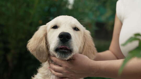 毛茸茸的甜蜜金毛猎犬小狗肖像美妙的夏季背