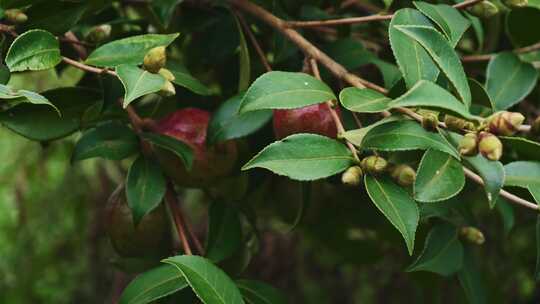 茶油果 油茶果 油茶种植