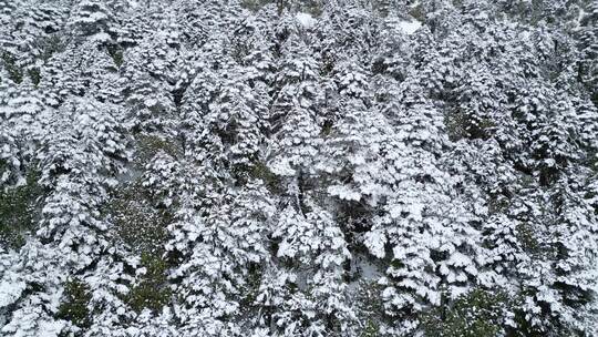 唯美冬天雪景树林雾凇大雪冬季小寒