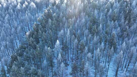 北方冬季森林雪景俯拍