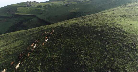 马群在大山里夕阳下阳光下奔跑航拍万马奔腾