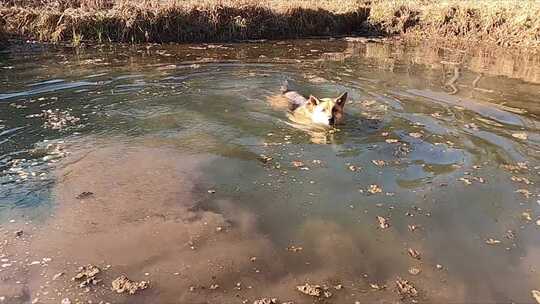 一只在水里捡球的狗