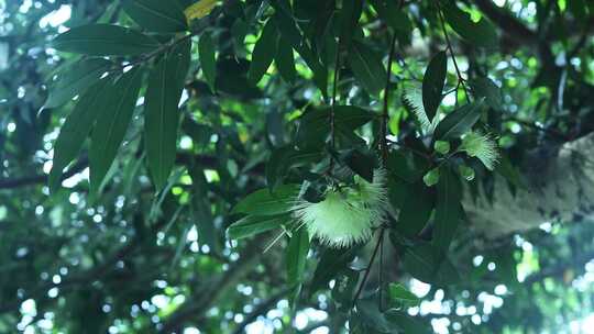 蜜蜂采蜜水蒲桃花 丝状花 2622